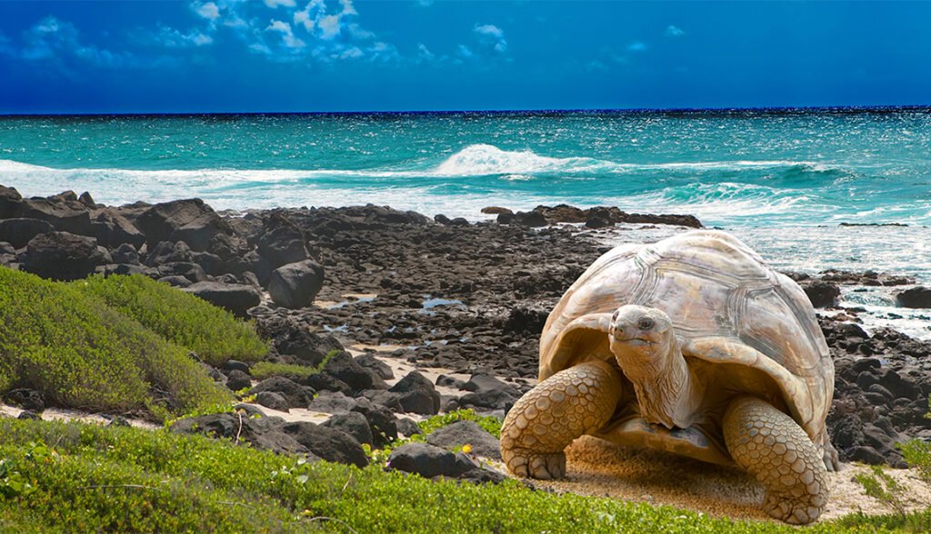 Large turtle  at  sea edge on background of tropical landscape